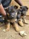 German Shepherd Puppies for sale in Hartford, CT 06114, USA. price: $1,400