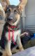 German Shepherd Puppies for sale in Kansas City, MO 64110, USA. price: $500