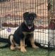 German Shepherd Puppies for sale in 2360 Austin Dr, Charlottesville, VA 22911, USA. price: $1,800