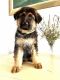 German Shepherd Puppies for sale in Queen Creek, AZ, USA. price: $2,000