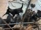 German Shepherd Puppies for sale in Grove City, OH, USA. price: $800