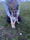 German Shepherd Puppies for sale in Medford, OR, USA. price: $1,500