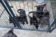 German Shepherd Puppies for sale in San Jose, CA 95116, USA. price: $2,000