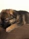German Shepherd Puppies for sale in Columbia, SC, USA. price: $800
