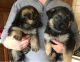 German Shepherd Puppies for sale in Metcalf, GA 31792, USA. price: $500