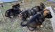 German Shepherd Puppies for sale in 11 Glendale Oaks Ct, Greensboro, NC 27406, USA. price: $500