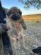 German Shepherd Puppies for sale in Livingston, TN 38570, USA. price: $250