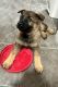 German Shepherd Puppies for sale in Highlands, NC 28741, USA. price: $800