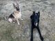 German Shepherd Puppies for sale in San Diego, CA, USA. price: $750