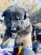 German Shepherd Puppies for sale in Bessemer City, NC 28016, USA. price: $1,600