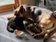 German Shepherd Puppies for sale in Amery, WI 54001, USA. price: $1,000