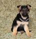 German Shepherd Puppies for sale in El Prado, NM 87529, USA. price: $500
