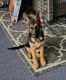 German Shepherd Puppies for sale in La Grange, NC 28551, USA. price: $500