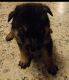 German Shepherd Puppies for sale in Grover, NC 28073, USA. price: $750