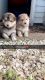 German Shepherd Puppies for sale in Luxemburg, WI 54217, USA. price: $600