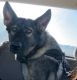 German Shepherd Puppies for sale in McAlester, OK 74501, USA. price: $175