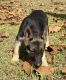 German Shepherd Puppies for sale in Sneads, FL 32460, USA. price: $250