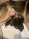 German Shepherd Puppies for sale in Tempe, AZ, USA. price: $1,000
