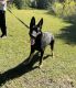 German Shepherd Puppies for sale in Pensacola, FL, USA. price: $800