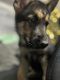 German Shepherd Puppies for sale in Grove City, OH, USA. price: $650
