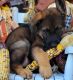 German Shepherd Puppies for sale in Hudson, FL 34667, USA. price: $2,000
