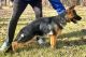 German Shepherd Puppies for sale in Lincolnton, NC 28092, USA. price: $1,200
