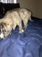 German Shepherd Puppies for sale in Chula Vista, CA, USA. price: $250