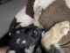 German Shepherd Puppies for sale in Harrison Ave, Cincinnati, OH, USA. price: $450