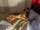 German Shepherd Puppies for sale in New Port Richey, FL, USA. price: NA