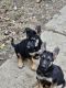 German Shepherd Puppies for sale in Adams County/Ohio Valley Local School District, OH, USA. price: $300