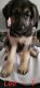 German Shepherd Puppies for sale in Tempe, AZ, USA. price: $600