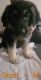 German Shepherd Puppies for sale in Tempe, AZ, USA. price: $600