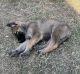 German Shepherd Puppies for sale in Denton, TX, USA. price: $250