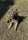 German Shepherd Puppies for sale in Denton, TX, USA. price: $300