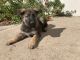 German Shepherd Puppies for sale in 6416 Welch Ave, Fort Worth, TX 76133, USA. price: $1,400