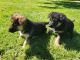 German Shepherd Puppies for sale in W Avenue M, Palmdale, CA, USA. price: $800