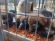 German Shepherd Puppies for sale in NC-150, Salisbury, NC, USA. price: $80,000