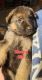 German Shepherd Puppies for sale in Wayland, MI 49348, USA. price: $250