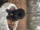 German Shepherd Puppies for sale in Wagener, SC 29164, USA. price: $650