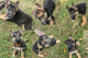 German Shepherd Puppies for sale in Fort Wayne, IN 46807, USA. price: $600