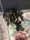 German Shepherd Puppies for sale in Lake Elsinore, CA, USA. price: $150,000