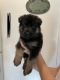 German Shepherd Puppies for sale in Bucyrus, OH 44820, USA. price: $850