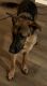 German Shepherd Puppies for sale in Greeley, CO, USA. price: NA