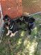 German Shepherd Puppies for sale in Ayden, NC 28513, USA. price: $950