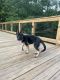 German Shepherd Puppies for sale in High Point, NC, USA. price: $300