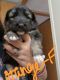 German Shepherd Puppies for sale in Weidman, MI 48893, USA. price: $900