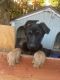 German Shepherd Puppies for sale in Sacramento, CA 95823, USA. price: $350