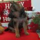 German Shepherd Puppies for sale in Woodburn, IN 46797, USA. price: $450