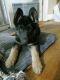 German Shepherd Puppies for sale in Livonia, MI, USA. price: $500