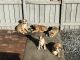 German Shepherd Puppies for sale in Oakley, CA 94561, USA. price: $500